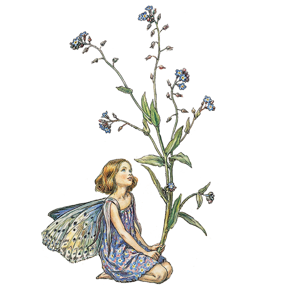 forget me not fairy linking to Blog webpage