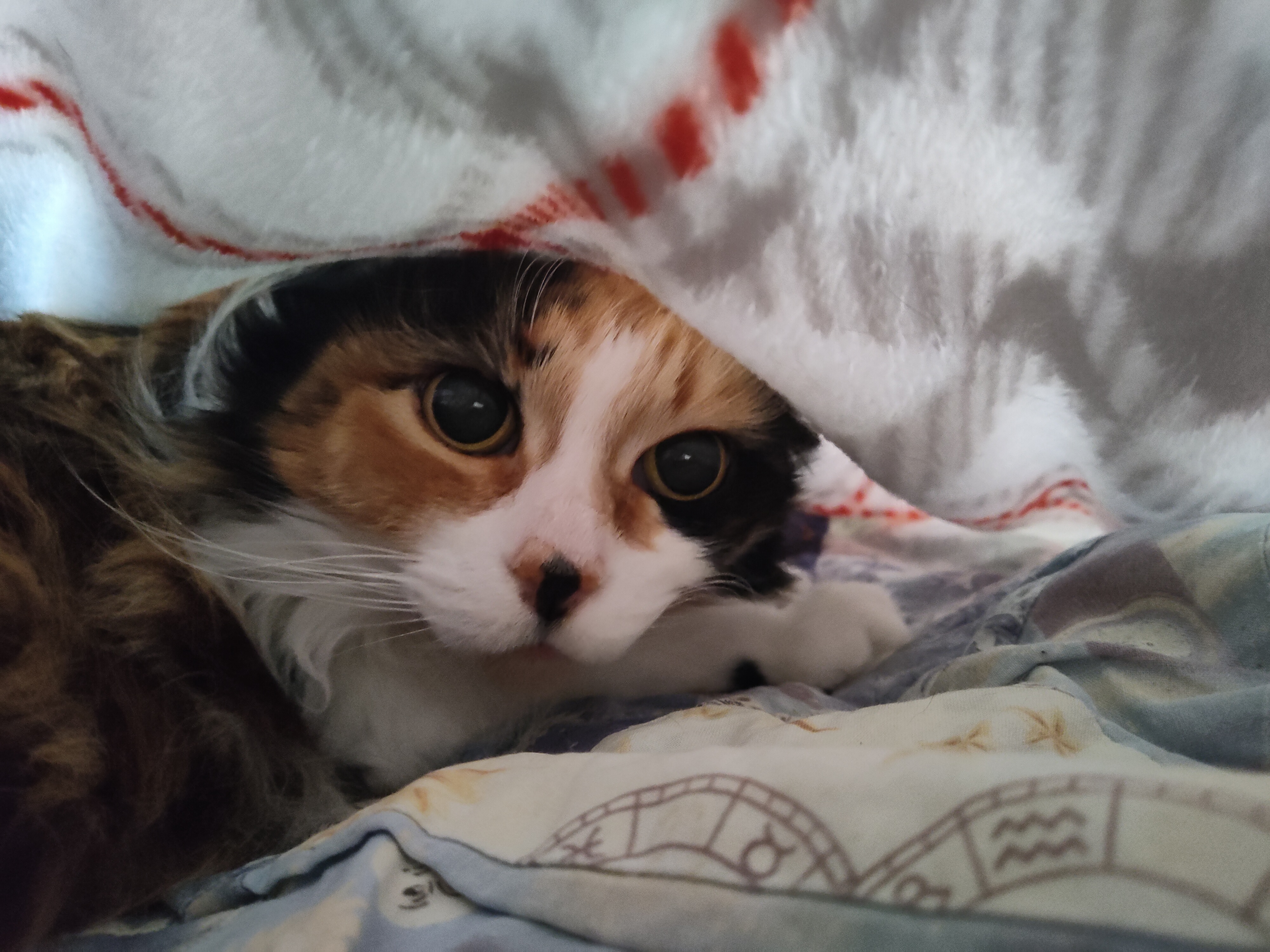 Calico cat laying under a blanket with large eyes