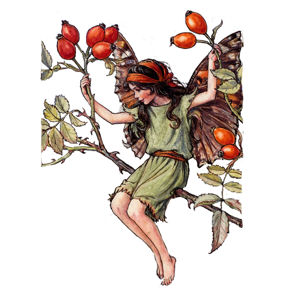 Rosehip fairy link to About Me page