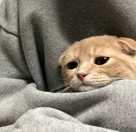 Cat in blankets crying